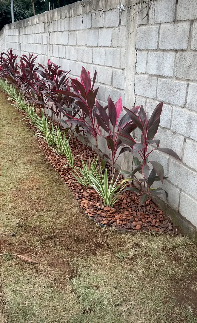 Fileira de cordyline plantada junto a muro de blocos, com cobertura de casca
